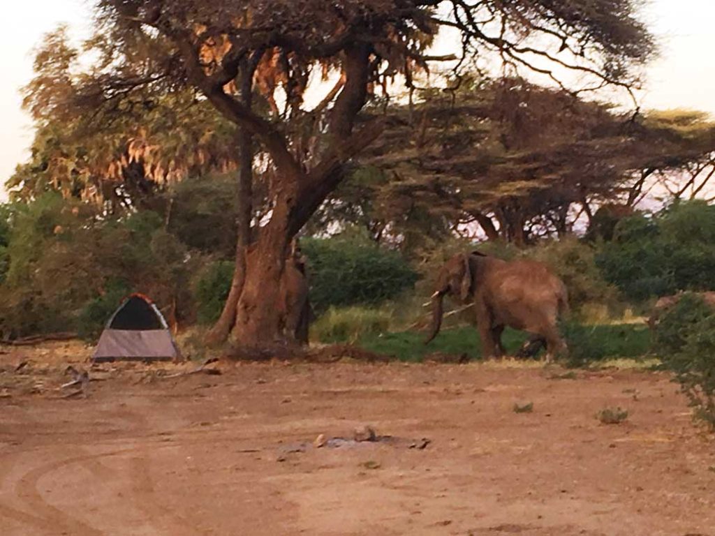 Camping with Elephants