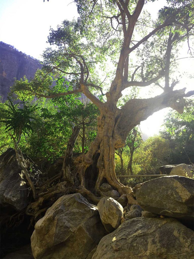 Kenya Tree