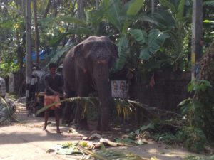 Elephant walking down street Varkala India